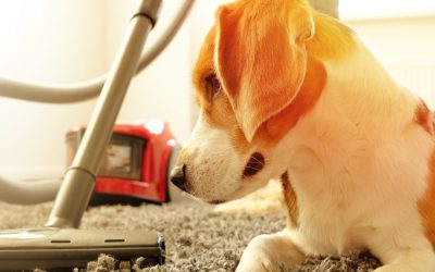 Nắm 4 nguyên tắc sau, nhà luôn sạch thơm, không mùi khi nuôi thú cưng